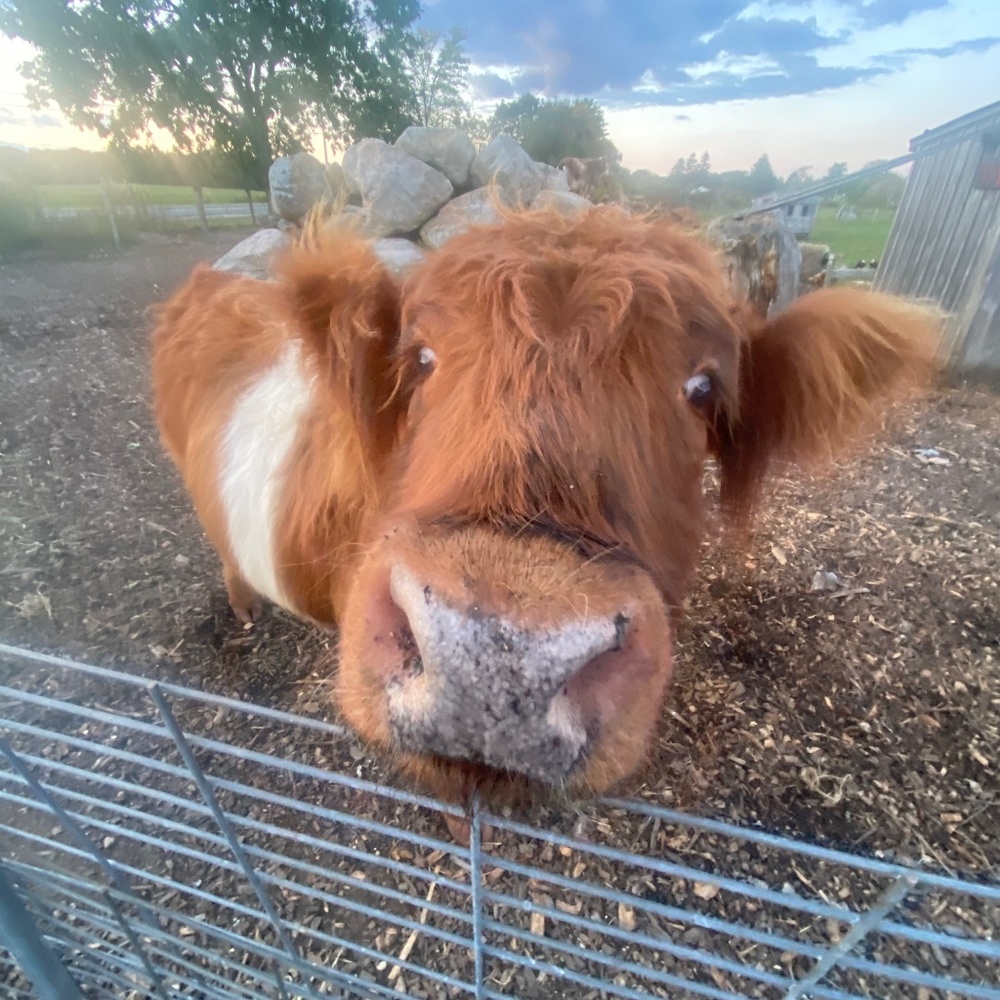 Meet your Posher, Mia